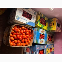 Продам помідори бобкат та Діно