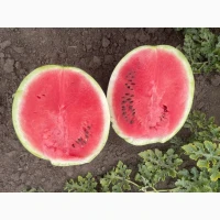 Продам кавун Продюсер Уманський район