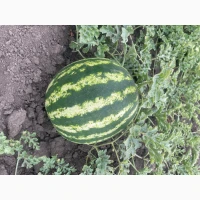 Продам кавун Продюсер Уманський район