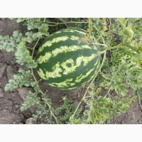 Продам кавун Продюсер Уманський район