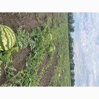 Продам кавун Продюсер Уманський район