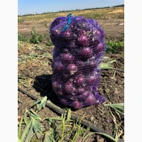 Продам цибулю Марс