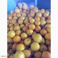 Продам Апельсины Оптом из Португалии