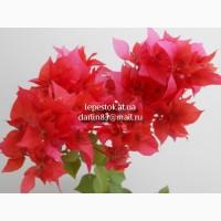 Бугенвиллия Double Red(махровая красная)