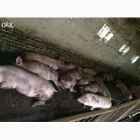 Продам свиней мясной породы