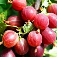 Продам саженцы устойчегово к засухе сорта Геракл, толькоОПТ