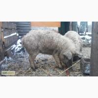 Продам поросят венгерская мангалица