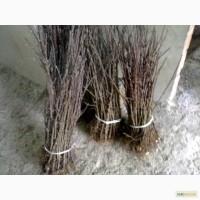 Карликовый подвой для яблонь М9