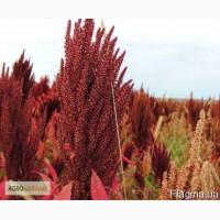 Амарант Сэм