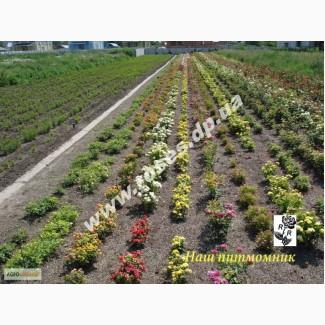 Саженцы роз для озелененич участков: штамбовые, плетистые, бордюрные, патио, спрей