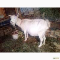 Продаю козу