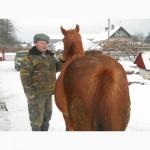Продам хорошу, велику, молоду кобилу віком 2 роки 4 місяці