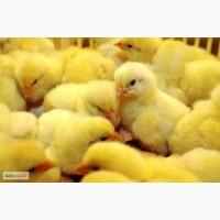 Продам добового бройлера