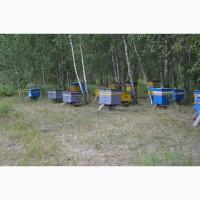Продам пчелосемьи недорого