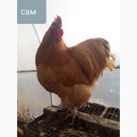 Куры орпингтон, инкубационное яйцо, цыплята