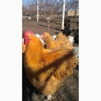 Бройлер кооб 500, ломан браун, мастер грей