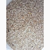 Продаємо квасолю на корм тваринам