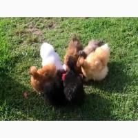 ПРОДАЕМ ИНКУБАЦИОННОЕ ЯЙЦО, яйца, Китайской Шелковитой, три окраса, белый, черный, палевой
