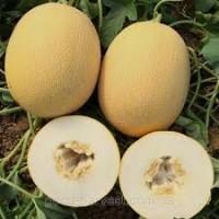 Продам семена арбуз, дыня, тыква