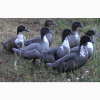 Инкубационные яйца Голубой фаворит