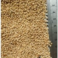 Насіння просо купити в Україні