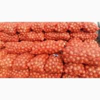 Продам Отличный Одетый лук 5-7 на сети