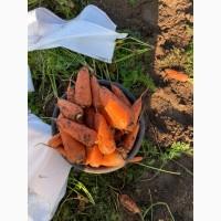 Продам морковь абако сетевого качества