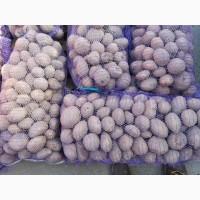 Продам товарный картофель Коннект 50