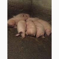 Продам свині живою вагою