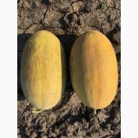 Продам дыню маф только по Херсонской области