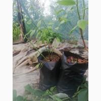 Садженцы голубики