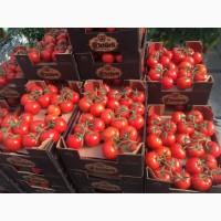 Продам помидор качество на высоте