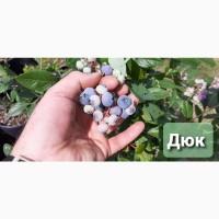 Продам Саджанці лохини Дюк 2 річні. (опт.)