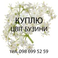 Куплю свіжозірваний цвіт бузини опт
