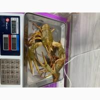 Оптовий продаж раків