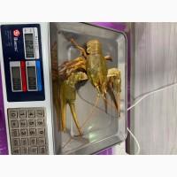 Оптовий продаж раків