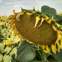 Насіння Соняшника Альдазор Під Гранстар