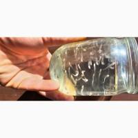 Продам личинку та малька веслоноса