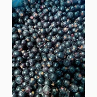 Смородина продам шокова заморозка