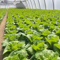 Пекінська молода капуста Закарпаття