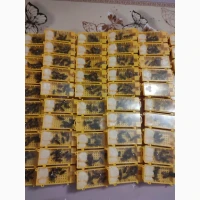 Продам бджооматки Карпатам тип вучківський