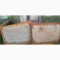 Продам бджооматки Карпатам тип вучківський