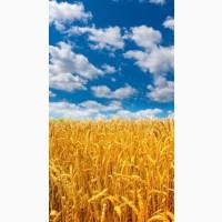 Компанія на постійній основі закупляє