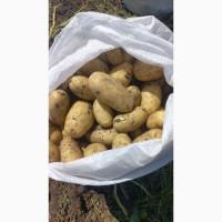 Продам картофель