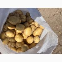 Молода картопля