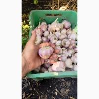 Продам часник Любаша опт