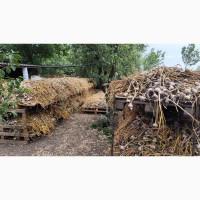 Продам часник Любаша опт