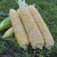 Сладкая кукуруза Ракель и Камберленд