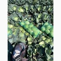 Капуста сорт другий (Томпа)