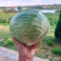 Продам капусту Центуріон
